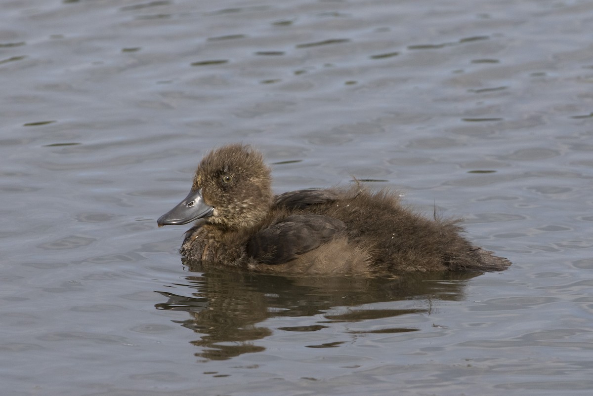 Tufted Duck - ML171459111