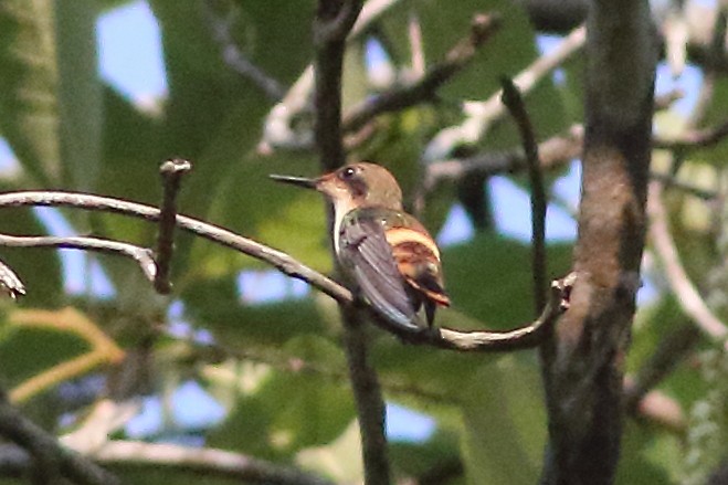 Short-crested Coquette - ML171463391