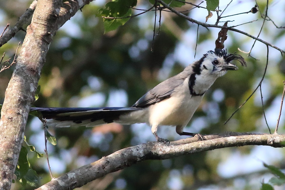 White-throated Magpie-Jay - Mark L. Hoffman