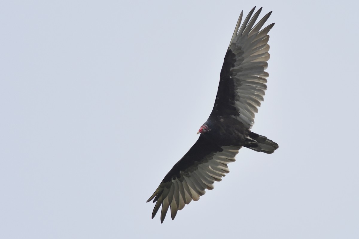 Turkey Vulture - Daniel Irons