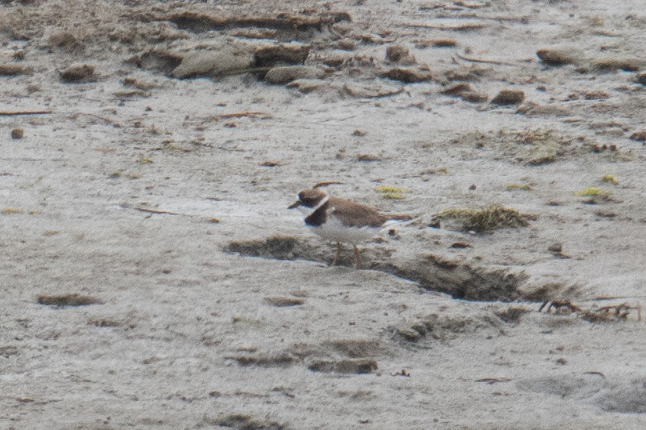 Semipalmated Plover - ML171473101