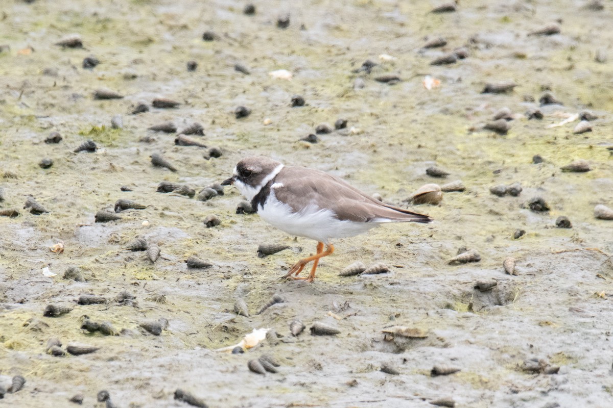 Semipalmated Plover - ML171473111