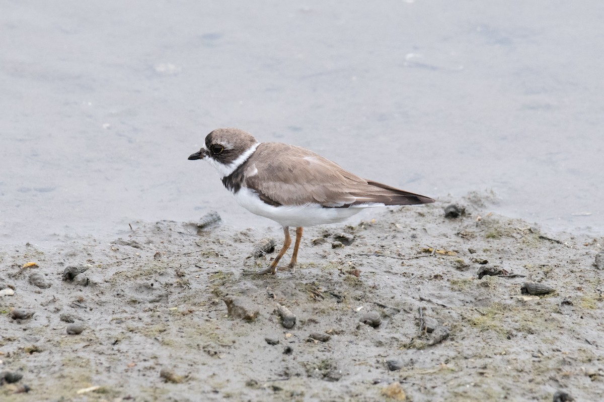 Semipalmated Plover - ML171473121