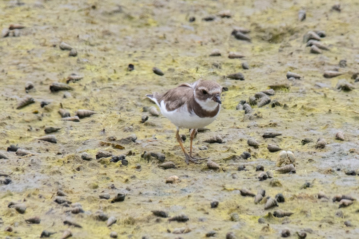 Semipalmated Plover - ML171473131