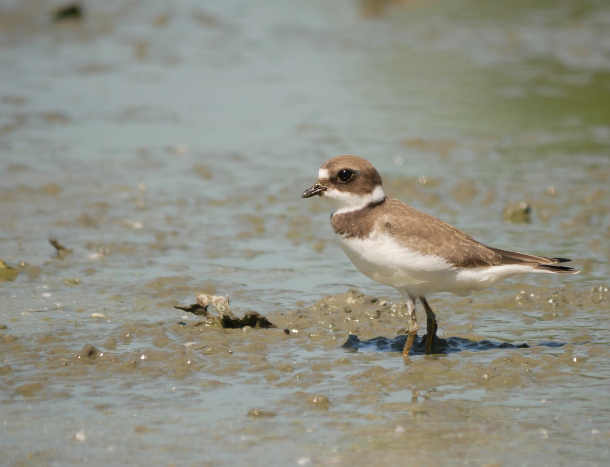 Semipalmated Plover - ML171476101
