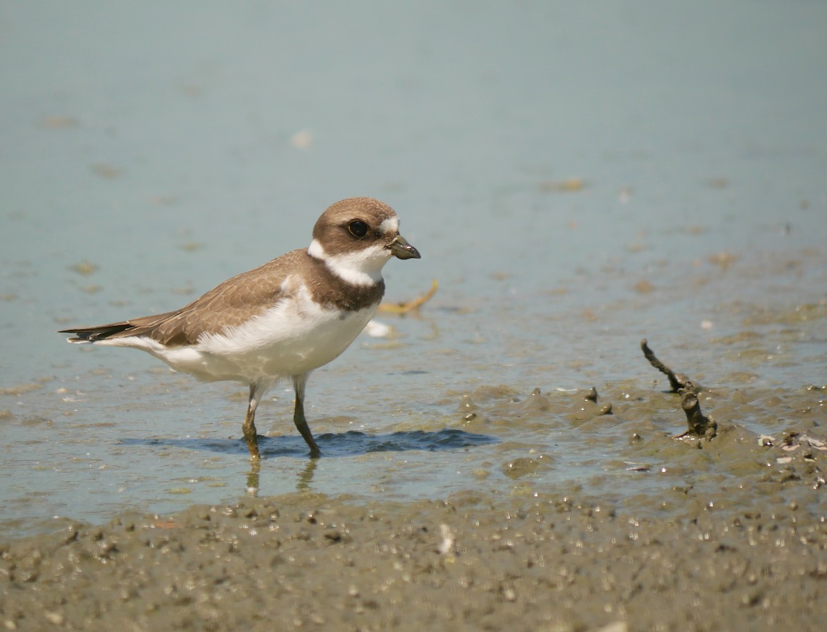 Semipalmated Plover - ML171476111