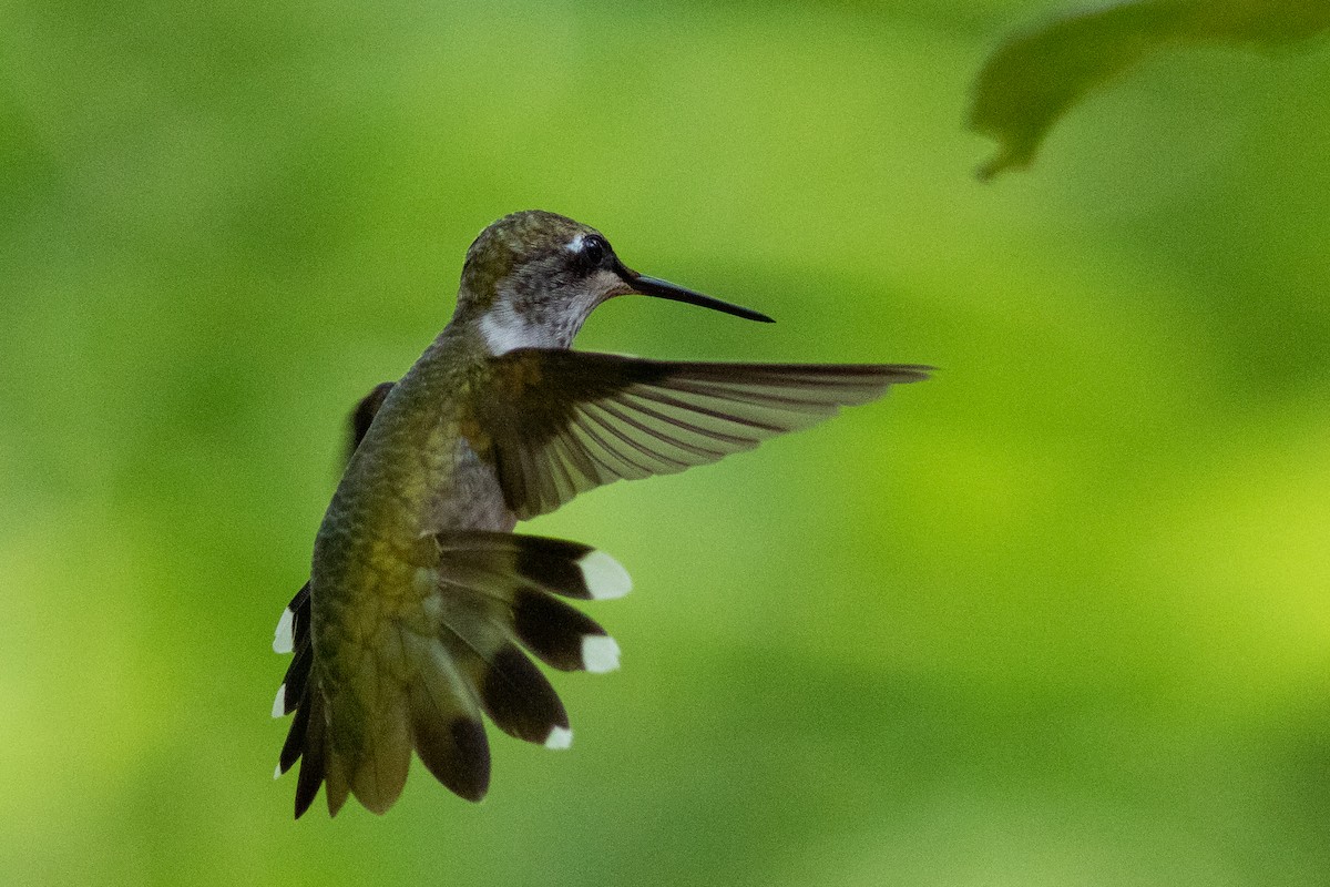 Ruby-throated Hummingbird - Tom Blevins