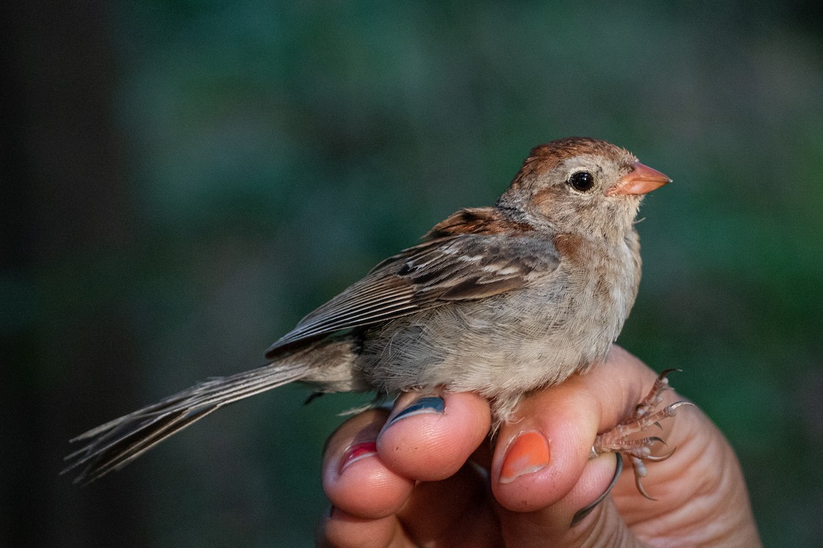 Field Sparrow - Tom Blevins