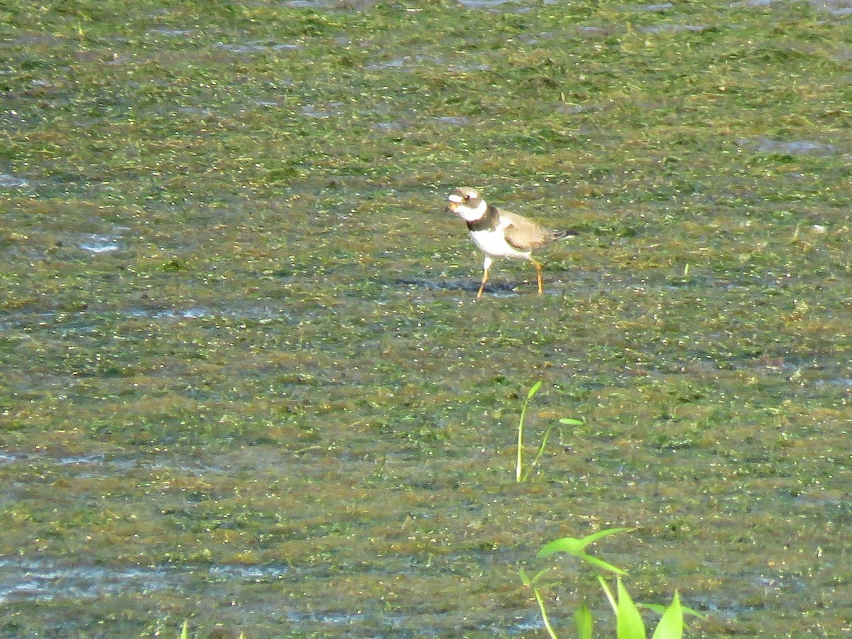 Semipalmated Plover - ML171478921