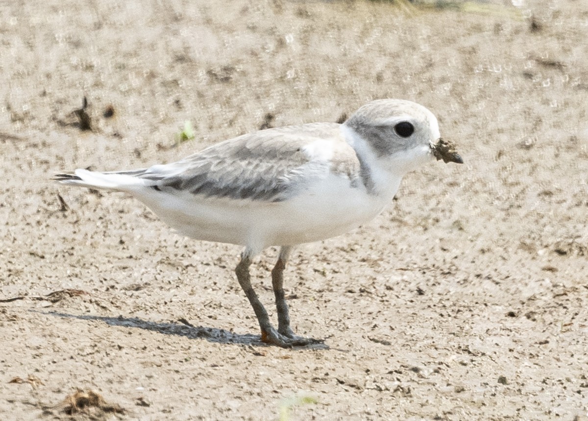 Piping Plover - ML171479791