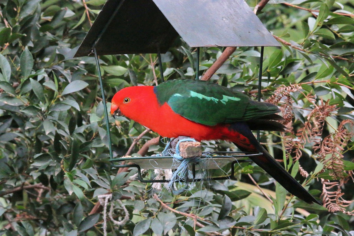 Australian King-Parrot - Alan Atkinson