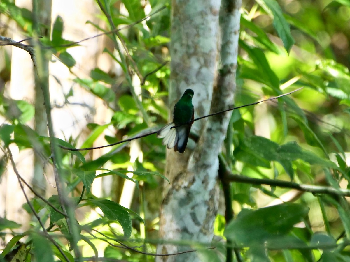 White-tailed Hummingbird - ML171484171