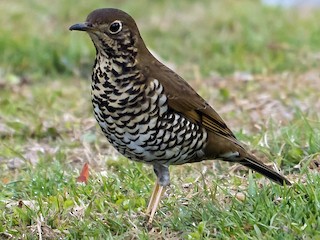 Alpine Thrush - eBird
