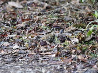 Alpine Thrush - eBird