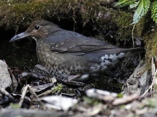  - Long-billed Thrush