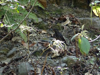  - Long-billed Thrush