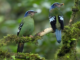 ミドリミヤマツグミ - eBird