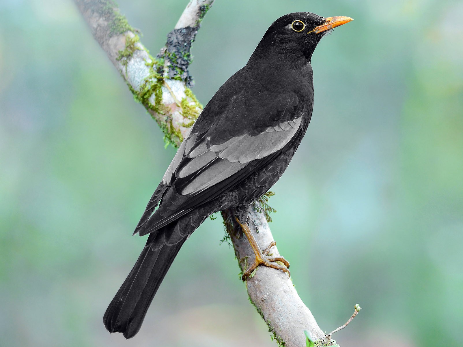 Gray-winged Blackbird - Natthaphat Chotjuckdikul