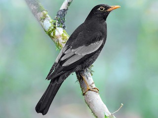  - Gray-winged Blackbird