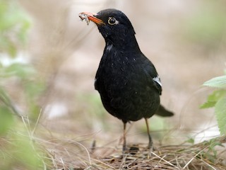  - Gray-winged Blackbird