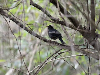  - Gray-winged Blackbird