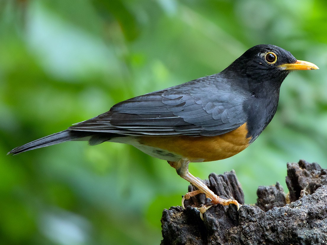 black thrush bird