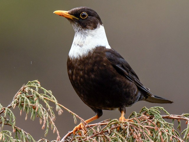Male - White-collared Blackbird - 