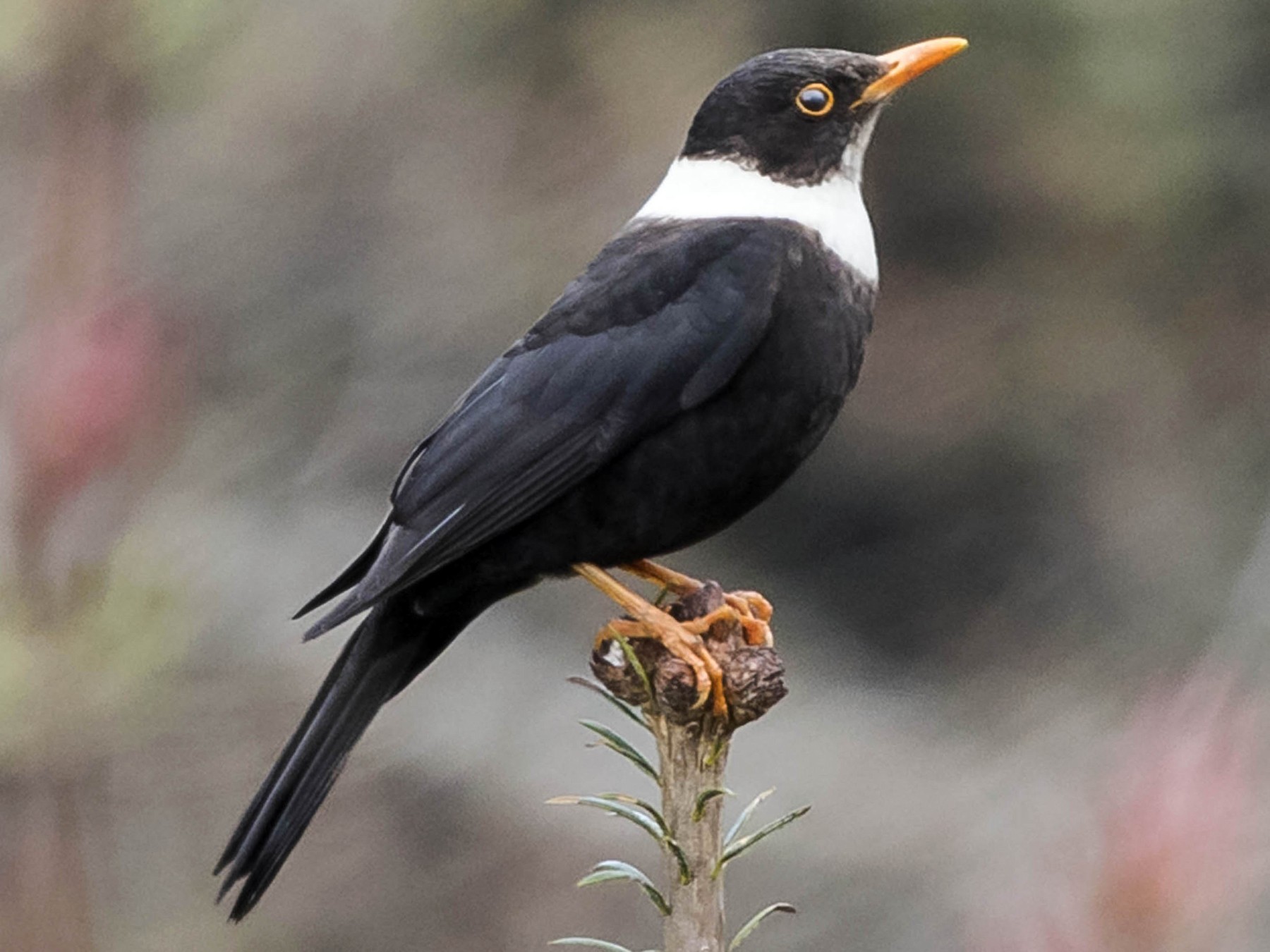 Turdus albocinctus. Черная птица войны. Черная птица белый воротничок. Дрозд черный с белым.