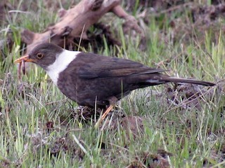 雌鳥 - karen pinckard - ML171484651