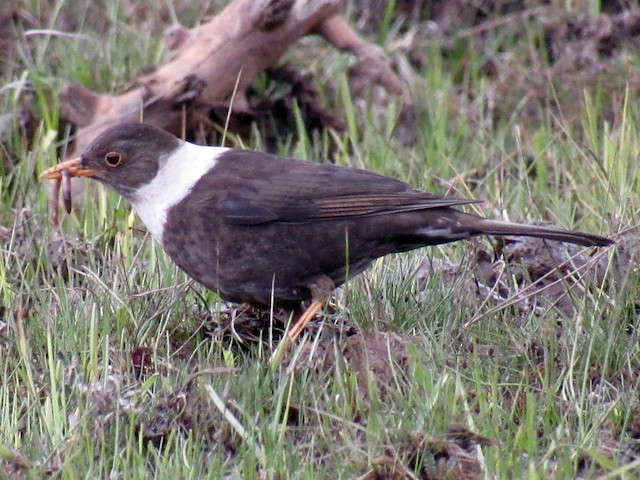 Female - White-collared Blackbird - 