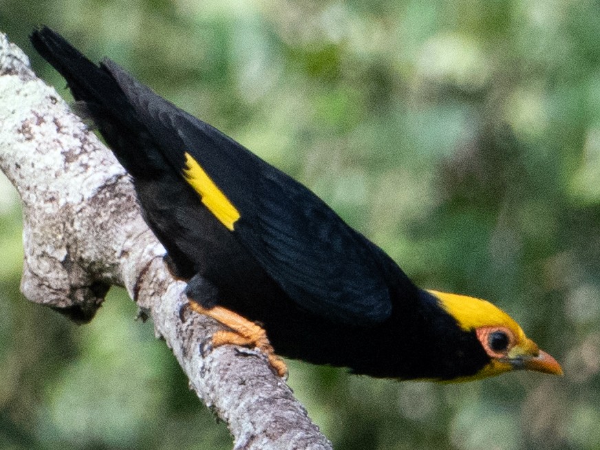 Golden-Crested Myna