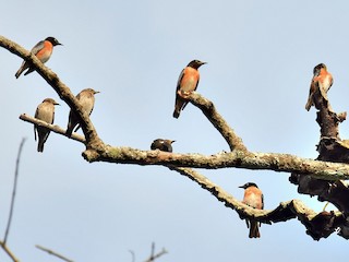 鳥群 - Pattaraporn Vangtal - ML171485531