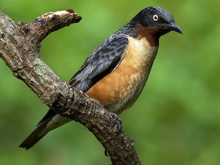 นกเพศผู้เต็มวัย - Subramanya C K - ML171485541