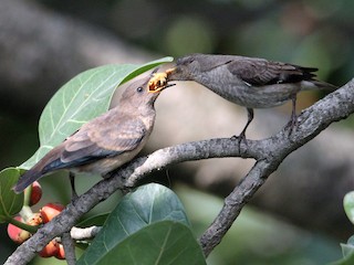 雌鳥和幼鳥 - Kalyani Mirajkar - ML171485571