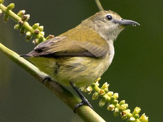  - Andaman Flowerpecker