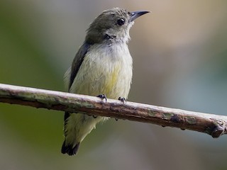  - Andaman Flowerpecker
