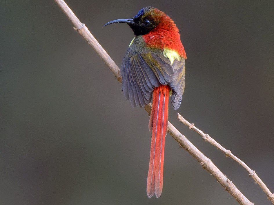 Fire-tailed Sunbird - eBird