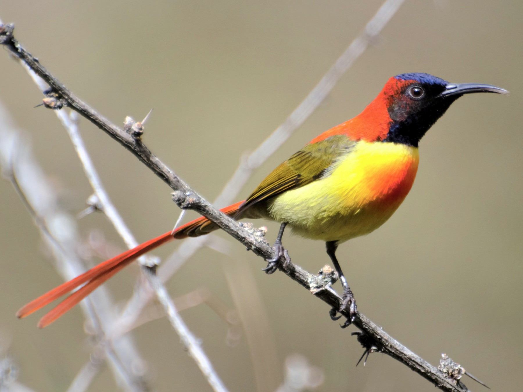 Fire-tailed Sunbird - eBird