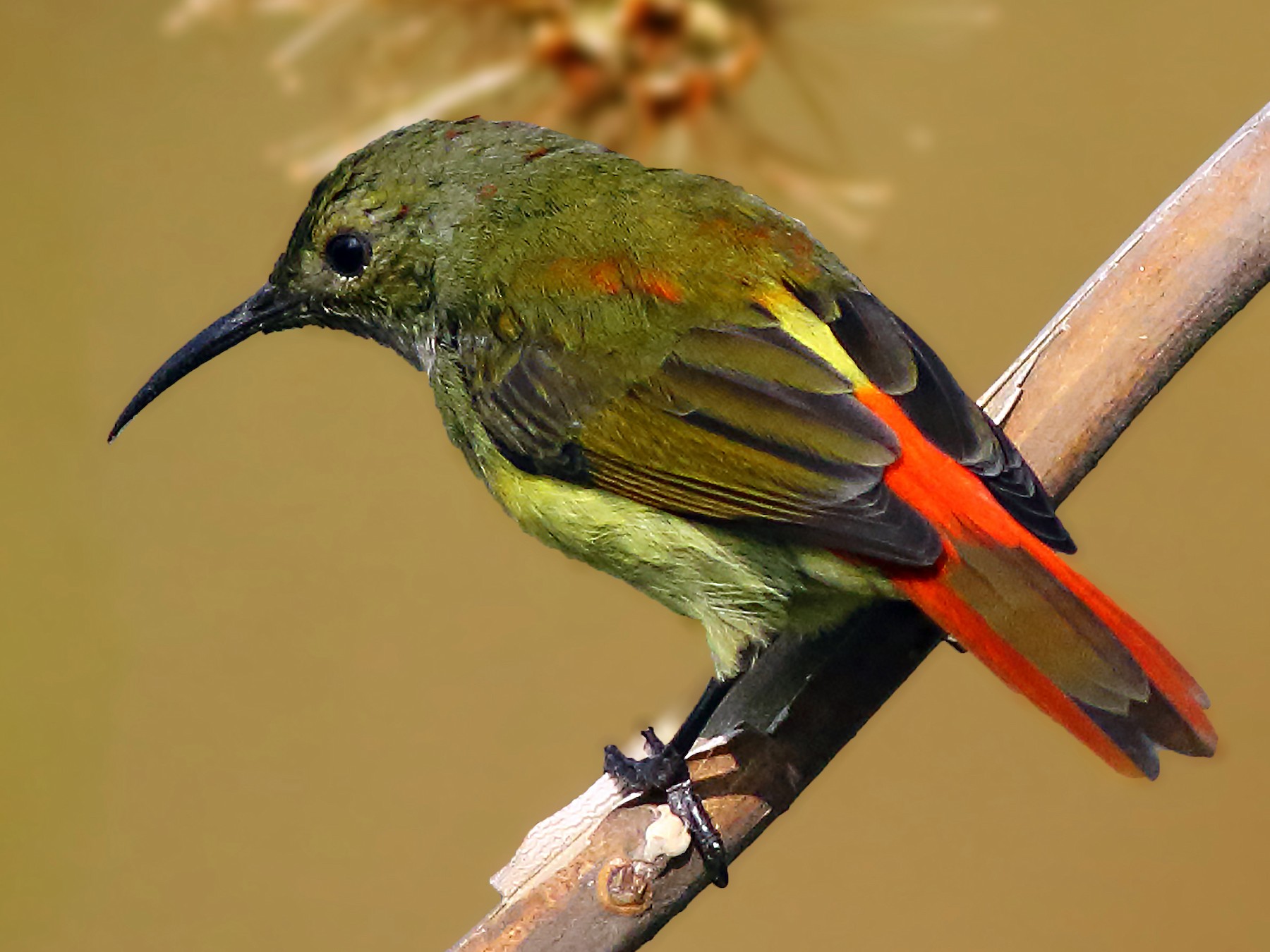 Fire-tailed Sunbird - Amitava Ganguly