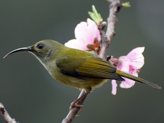 ミドリオタイヨウチョウ - eBird