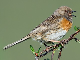 Robin Accentor Prunella Rubeculoides Birds Of The World