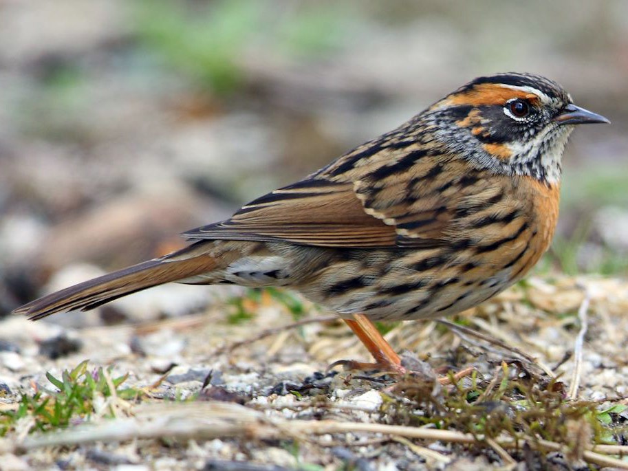 Rufous-breasted Accentor - Albin Jacob