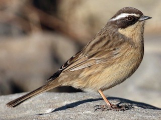  - Brown Accentor