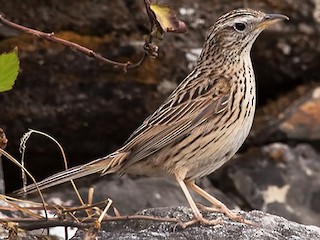  - Upland Pipit