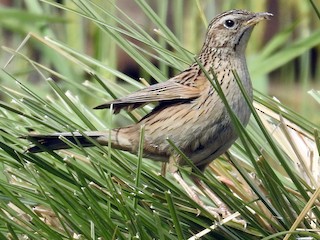  - Upland Pipit