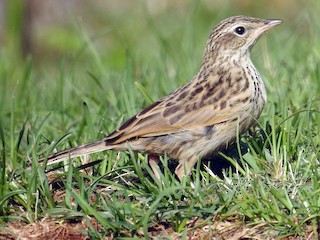  - Upland Pipit