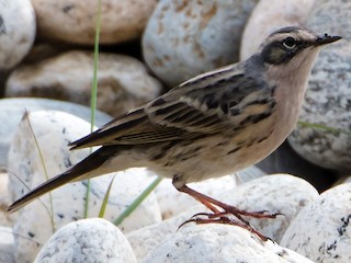  - Rosy Pipit
