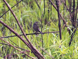  - Rosy Pipit