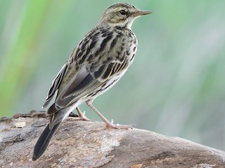  - Rosy Pipit