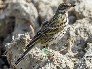  - Rosy Pipit